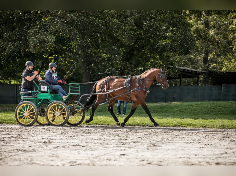 Anglo árabe Semental 5 años 166 cm Castaño in Sitno