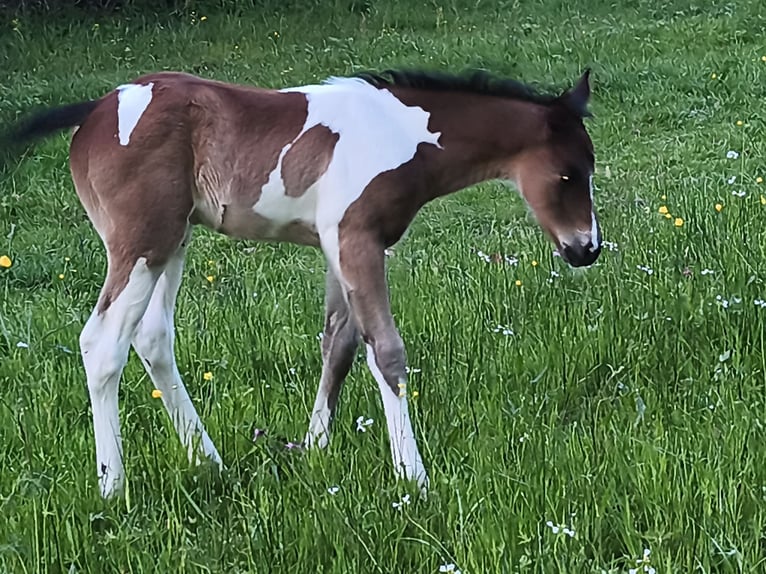 Anglo árabe Semental Potro (04/2026) 158 cm Tobiano-todas las-capas in Verrières-en-Anjou