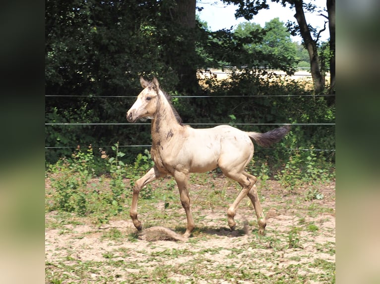 Anglo árabe Semental Potro (01/2026) 167 cm Buckskin/Bayo in Duvennest