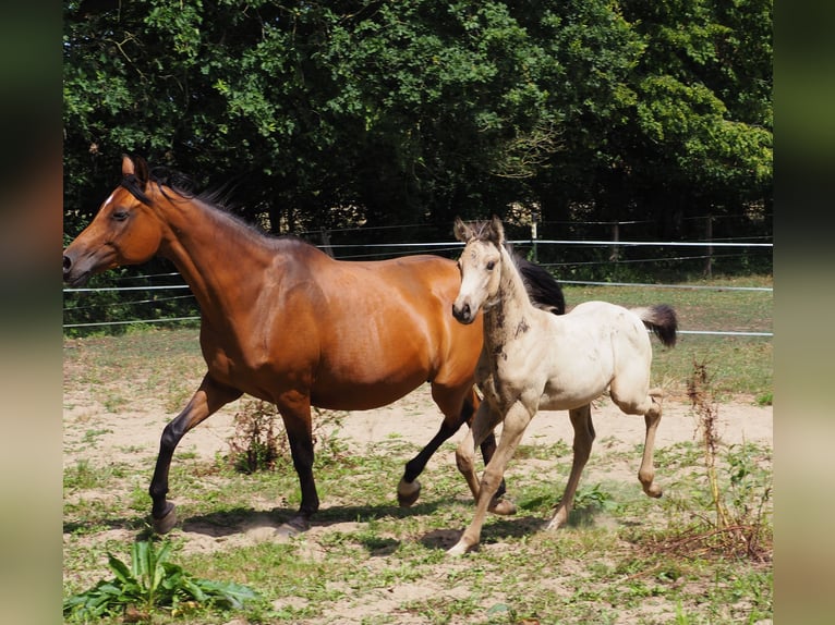 Anglo árabe Semental Potro (01/2026) 167 cm Buckskin/Bayo in Duvennest
