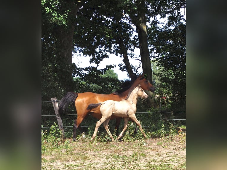 Anglo árabe Semental Potro (01/2026) 167 cm Buckskin/Bayo in Duvennest