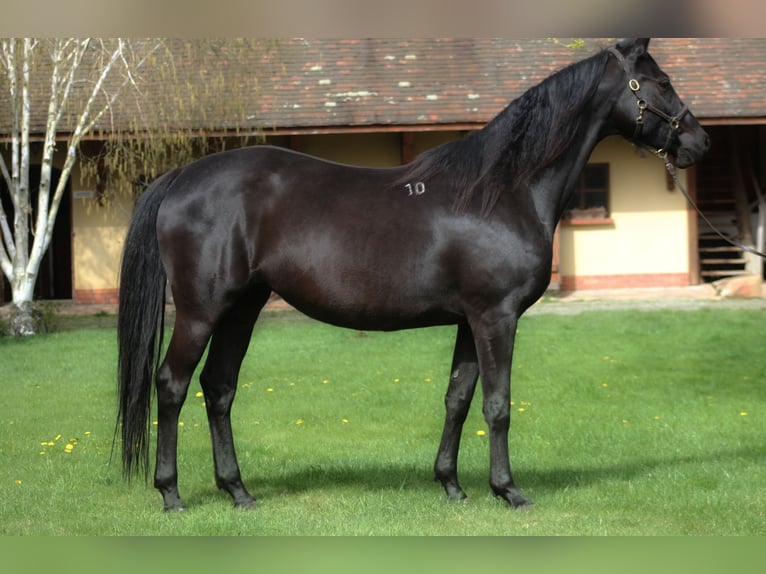Anglo árabe Yegua 10 años 165 cm Negro in Santok