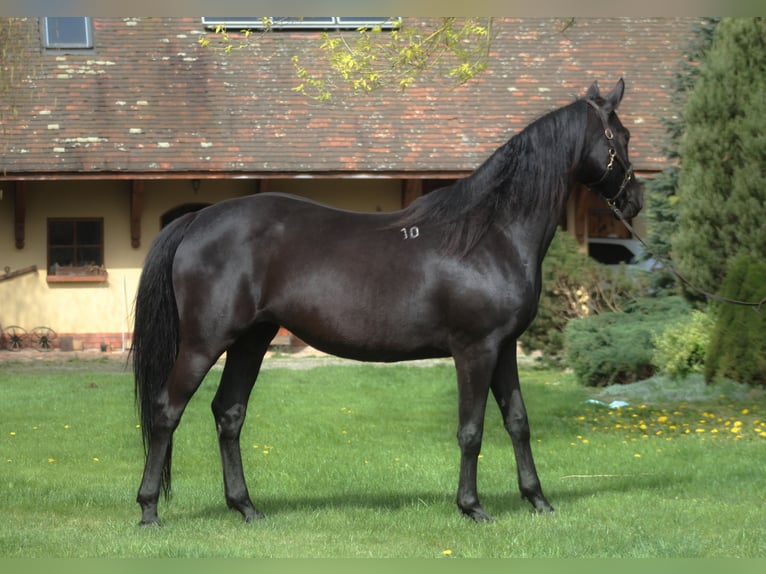 Anglo árabe Yegua 10 años 165 cm Negro in Santok
