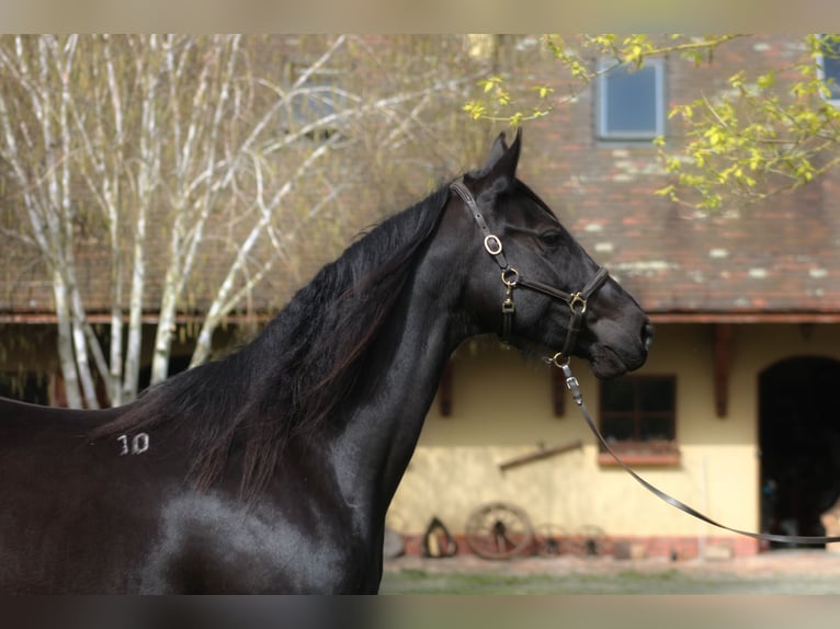 Anglo árabe Yegua 10 años 165 cm Negro in Santok