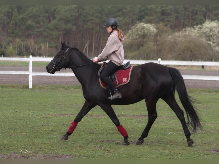Anglo árabe Yegua 11 años 164 cm Negro in Santok