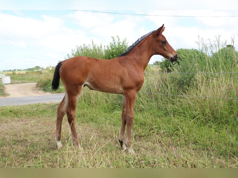 Anglo árabe Yegua 1 año Castaño in Goulven