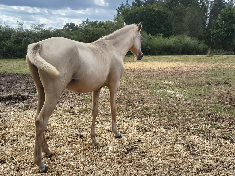 Anglo árabe Yegua 1 año Palomino in Belesar (San Martiño) (Vilalba)