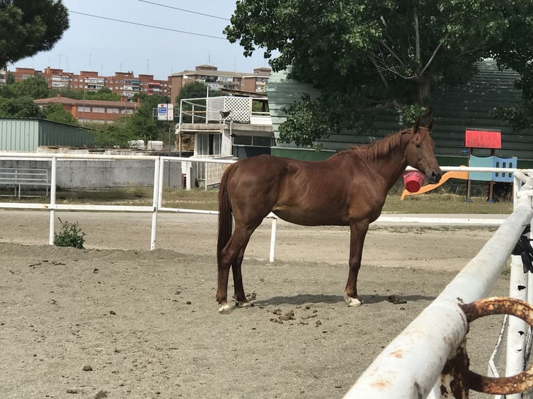 Anglo árabe Yegua 21 años 160 cm Alazán in alcorcon