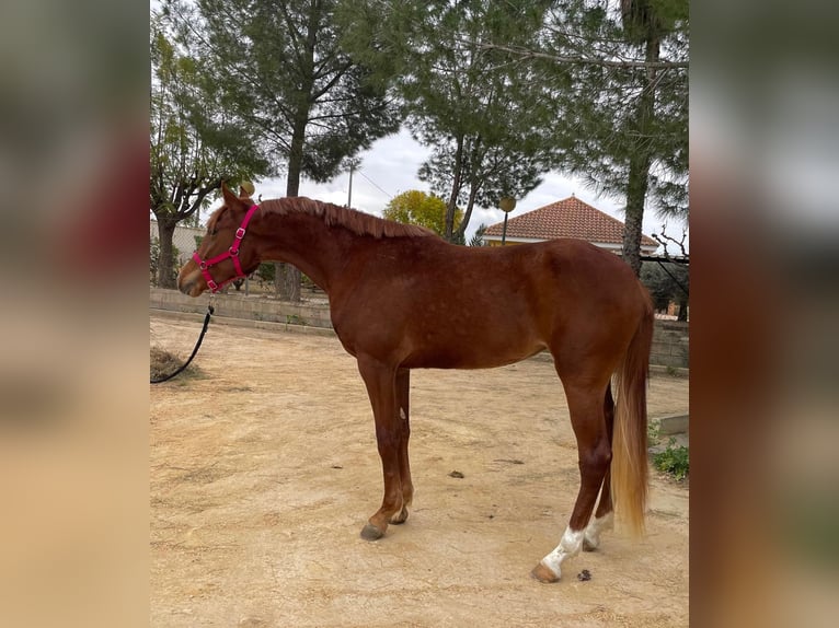 Anglo árabe Mestizo Yegua 3 años 160 cm Alazán in MURCIA