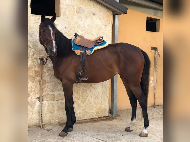 Anglo árabe Yegua 3 años 165 cm Castaño in Vasto