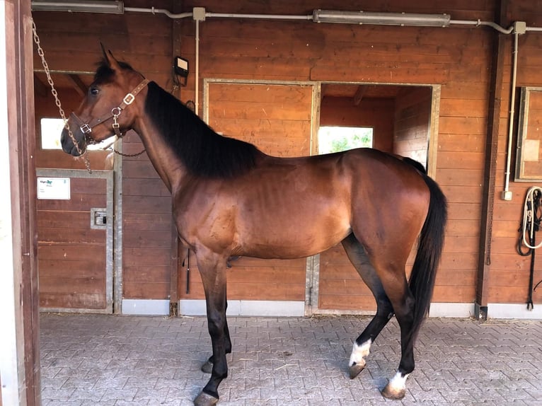 Anglo árabe Yegua 3 años 165 cm Castaño in Vasto