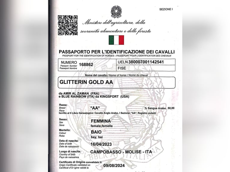 Anglo árabe Yegua 3 años 165 cm Castaño in Vasto