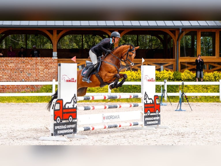 Anglo árabe Yegua 4 años 165 cm Castaño in Stryk&#xF3;w