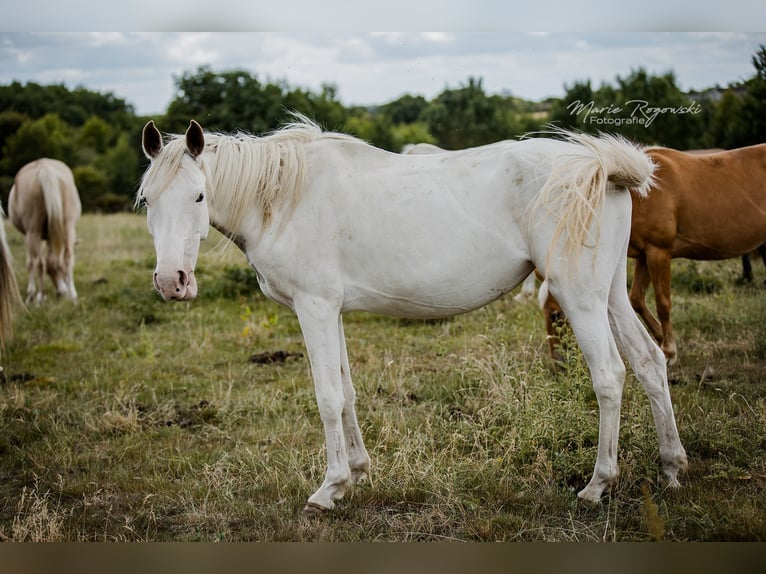 Anglo árabe Yegua 5 años 151 cm White/Blanco in Beaumont-Pied-de-Buf