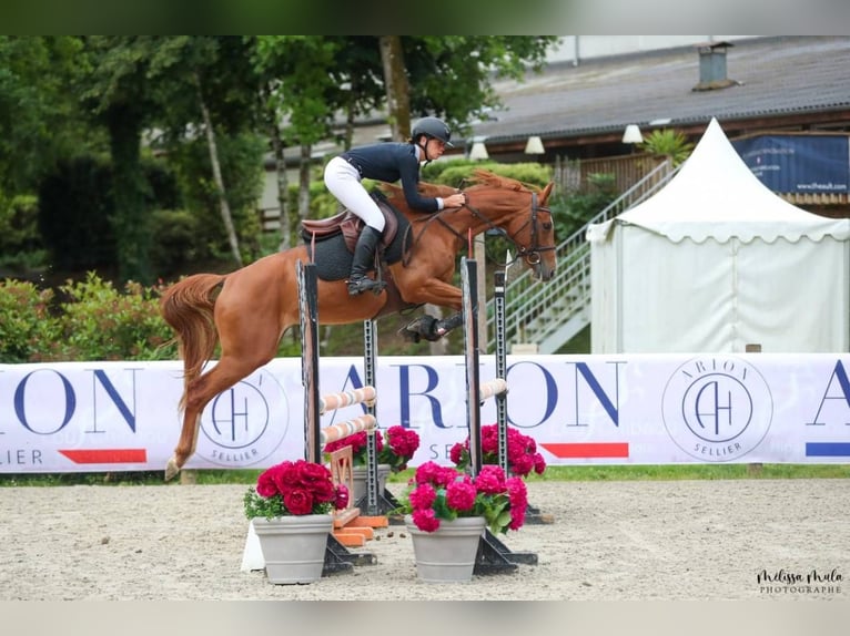 Anglo árabe Yegua 5 años 158 cm Alazán in NERAC