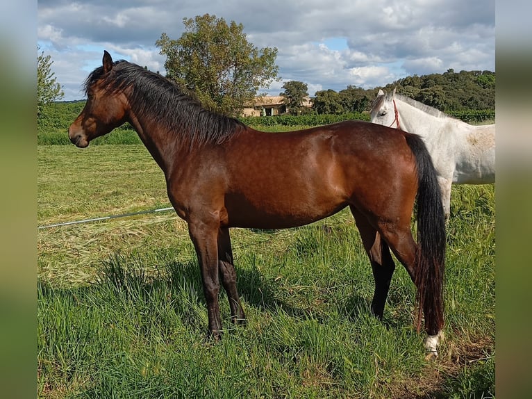 Anglo árabe Yegua 5 años 163 cm Morcillo in CONNAUX