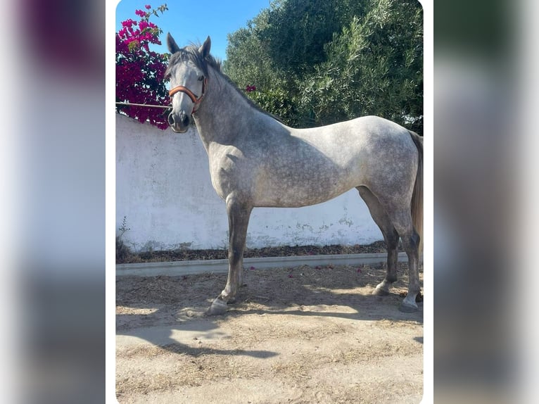 Anglo árabe Yegua 5 años 163 cm Tordo in Chiclana De La Frontera