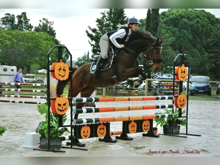 Anglo árabe Yegua 5 años 165 cm Castaño in Saint-Nazaire
