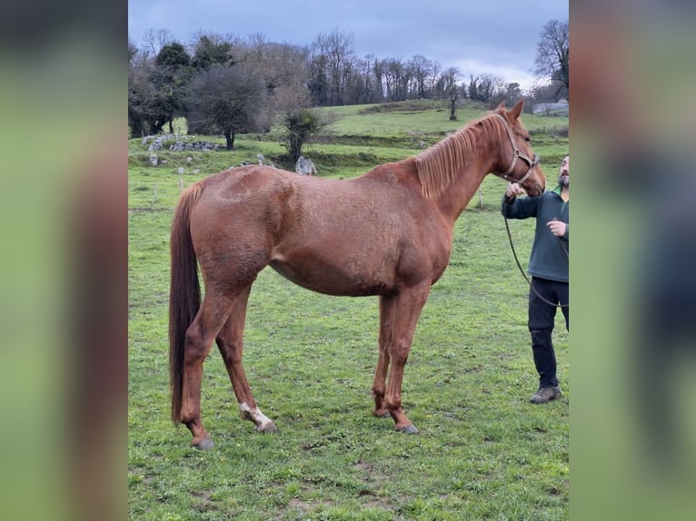 Anglo árabe Yegua 5 años 170 cm Alazán in Ladines (Oviedo)