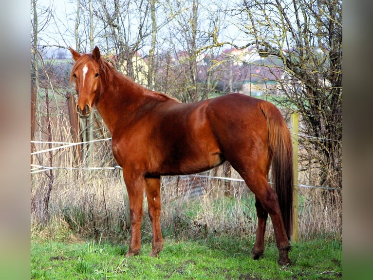 Anglo árabe Yegua 6 años 158 cm Alazán in Kehl