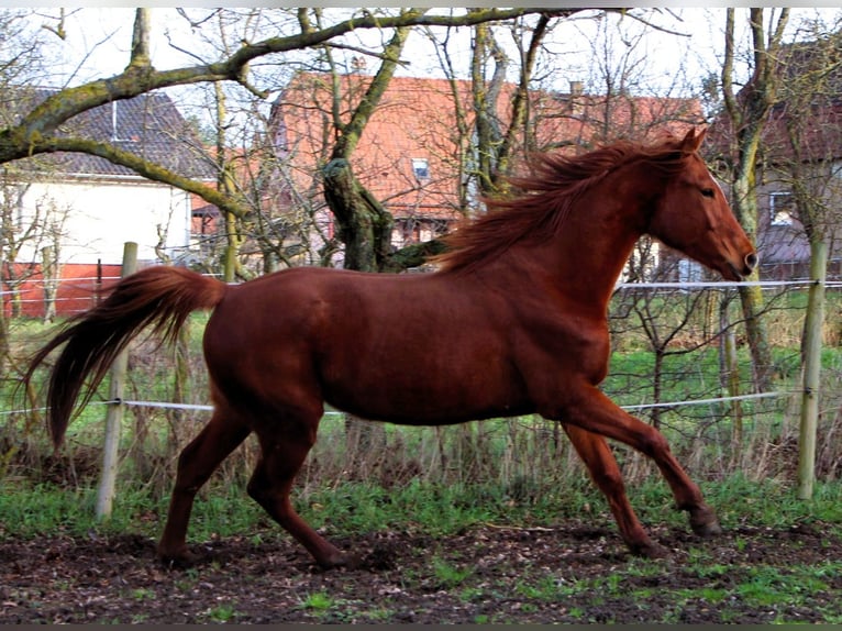 Anglo árabe Yegua 6 años 158 cm Alazán in Kehl