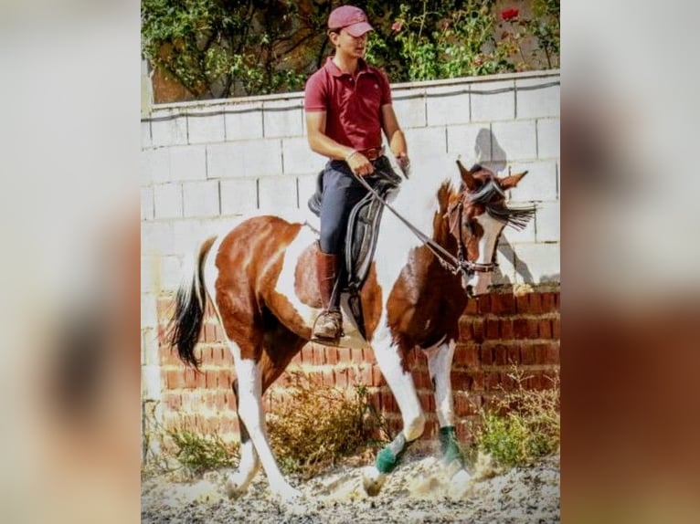 Anglo árabe Yegua 6 años 160 cm Pío in Sevilla
