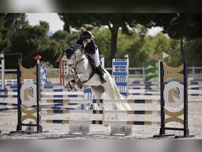 Anglo árabe Yegua 7 años 154 cm Tordo picazo in Madrid