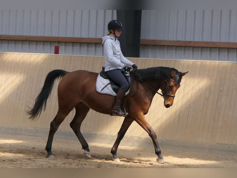 Anglo árabe Yegua 7 años 162 cm Castaño in Osdorf