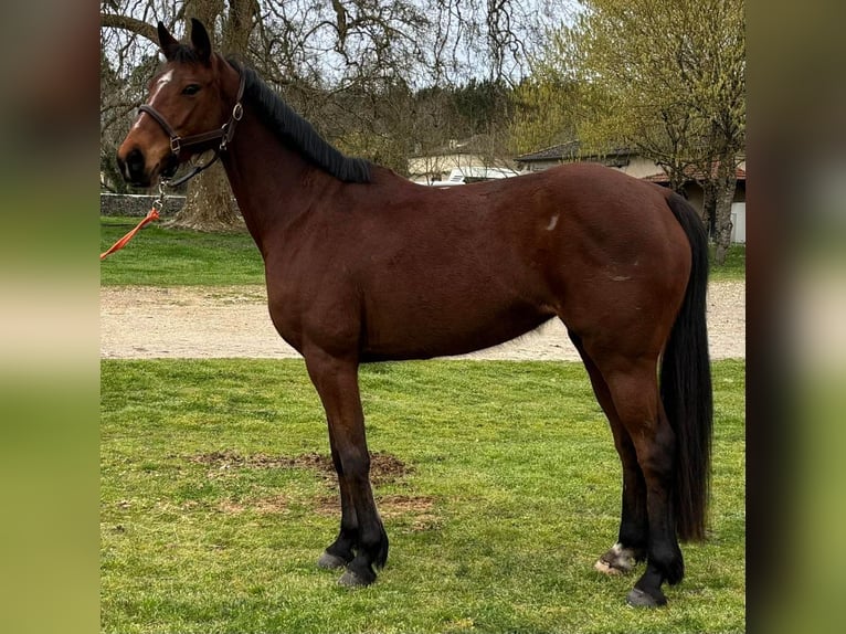 Anglo árabe Mestizo Yegua 7 años 164 cm Castaño in Gueret