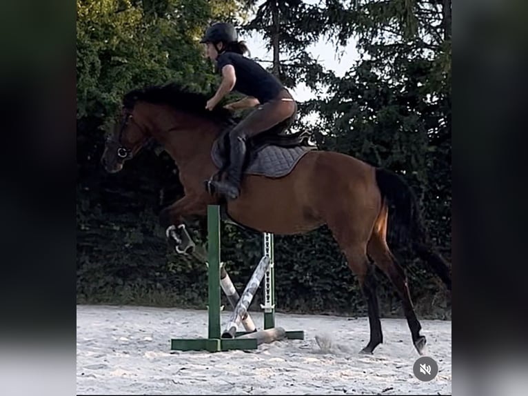 Anglo árabe Yegua 8 años 151 cm Castaño in Wermsdorf