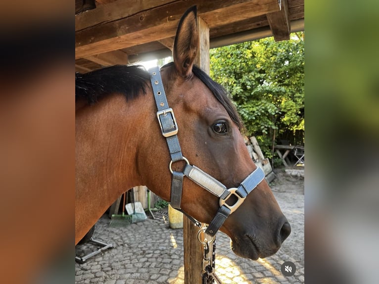 Anglo árabe Yegua 8 años 151 cm Castaño in Wermsdorf