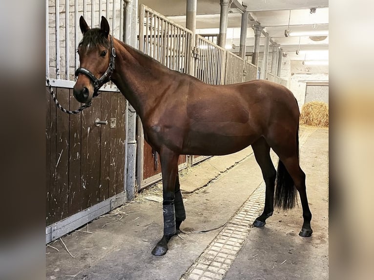 Anglo árabe Yegua 8 años 151 cm Castaño in Wermsdorf