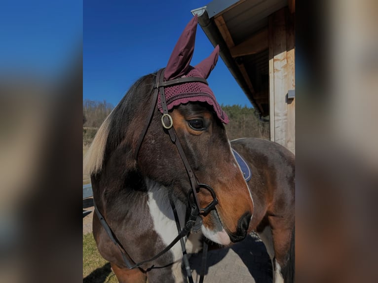 Anglo árabe Mestizo Yegua 9 años 157 cm Pío in Utendorf