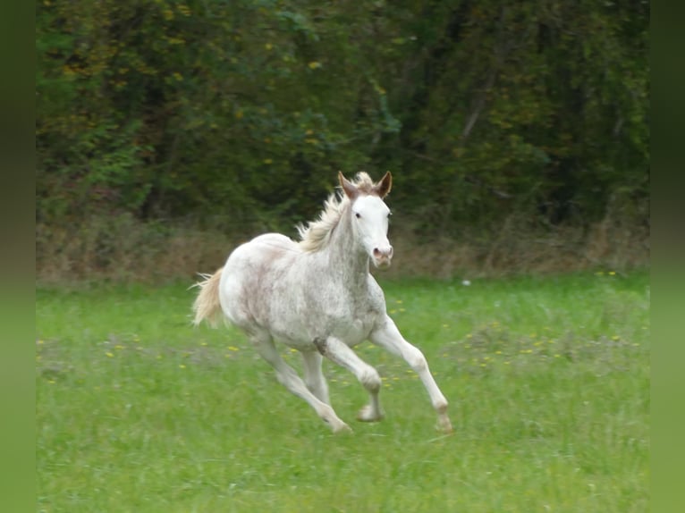 Anglo árabe Yegua Potro (03/2025) 165 cm Sabino in Monflanquin