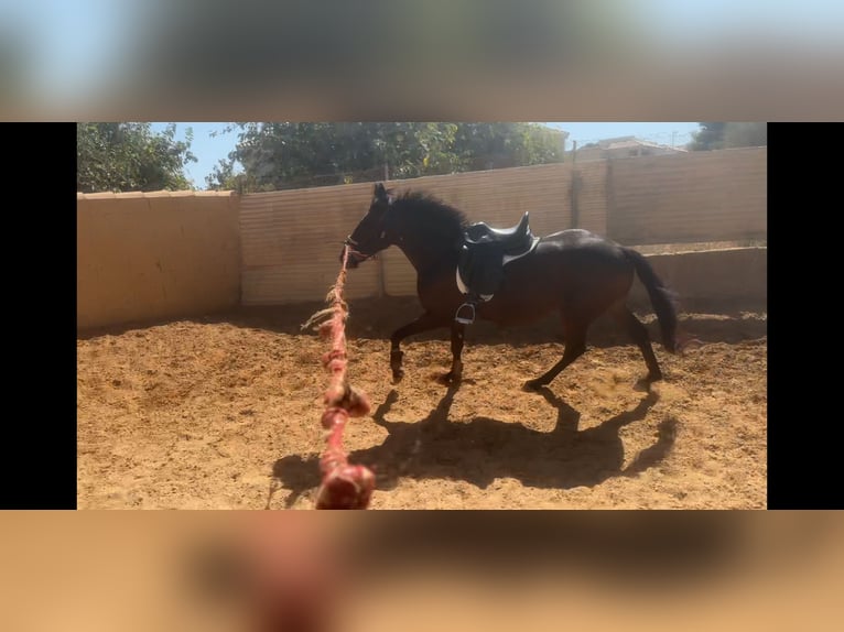 Anglo-Araber Hengst 3 Jahre 168 cm Dunkelbrauner in Pago Del HumO