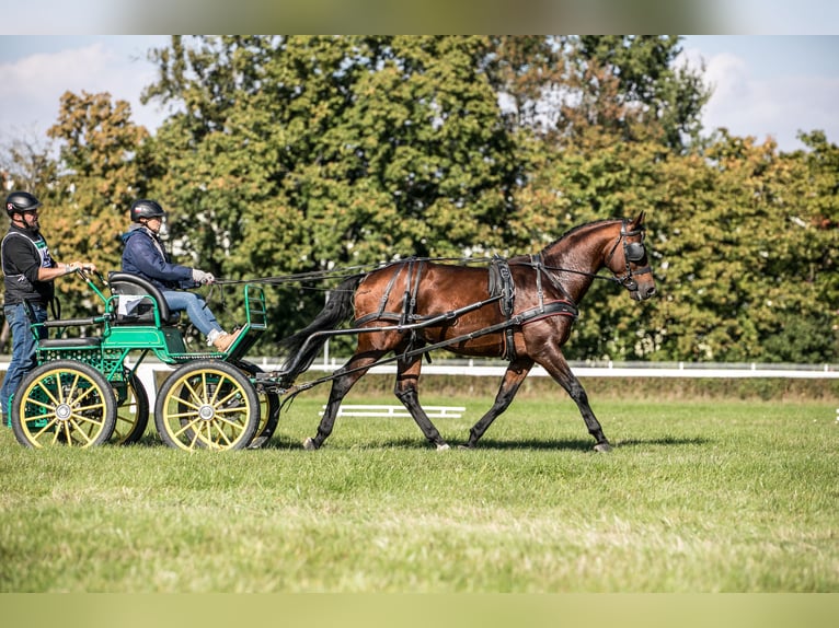 Anglo-Araber Hengst 5 Jahre 166 cm Brauner in Sitno