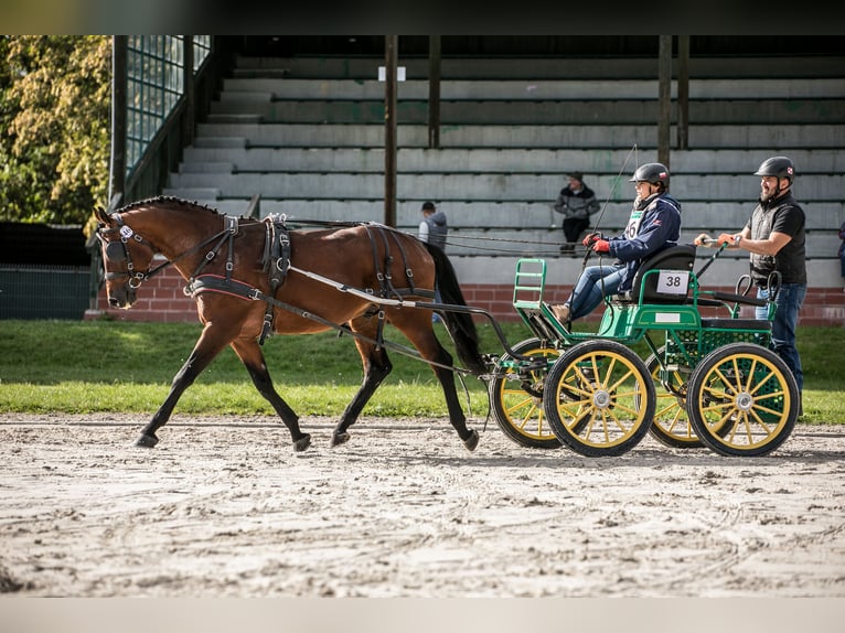 Anglo-Araber Hengst 5 Jahre 166 cm Brauner in Sitno