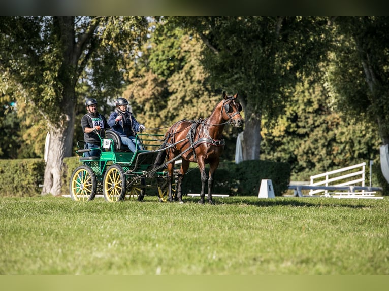 Anglo-Araber Hengst 5 Jahre 166 cm Brauner in Sitno
