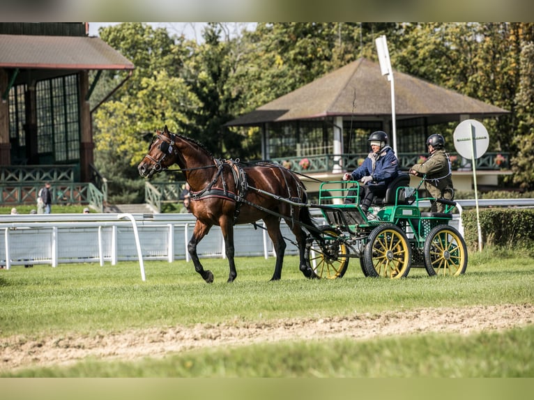 Anglo-Araber Hengst 5 Jahre 166 cm Brauner in Sitno