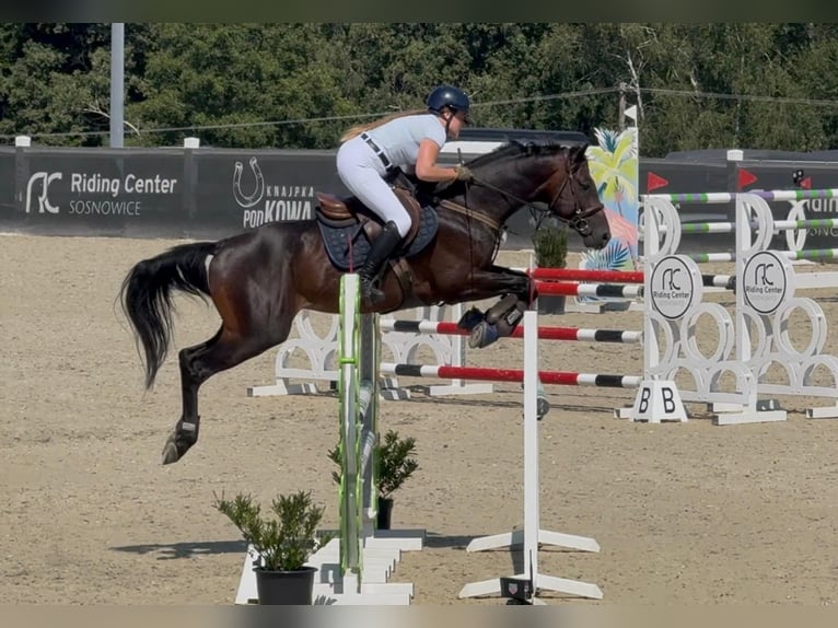 Anglo-Araber Hengst 6 Jahre 164 cm Dunkelbrauner in Sitno