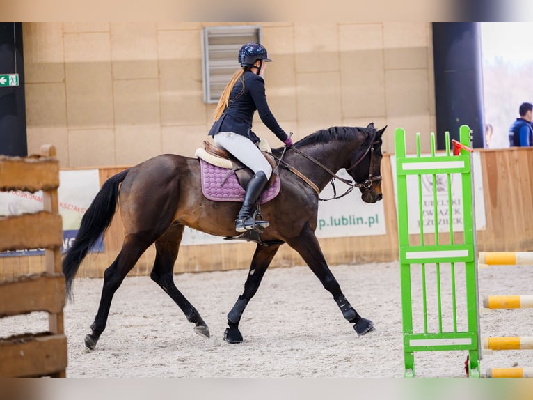 Anglo-Araber Hengst 6 Jahre 164 cm Dunkelbrauner in Sitno