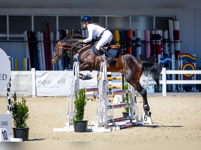Anglo-Araber Hengst 6 Jahre 164 cm Dunkelbrauner in Sitno