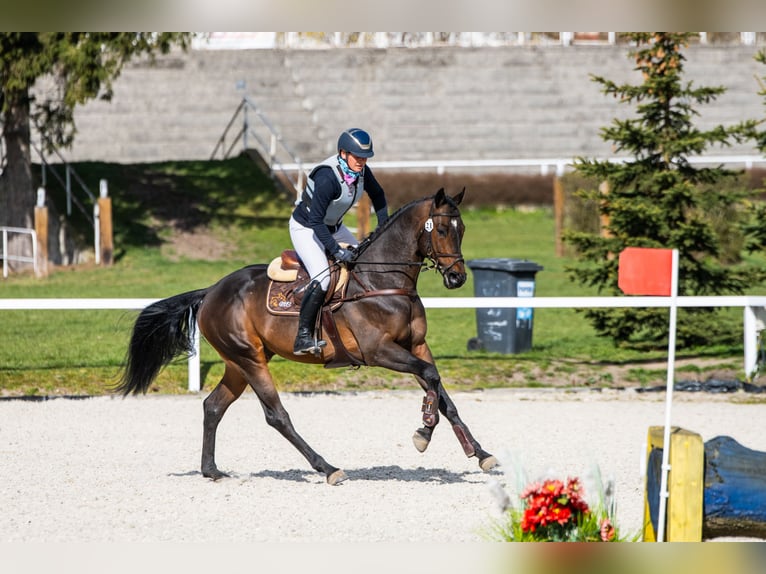 Anglo-Araber Hengst 6 Jahre 164 cm Dunkelbrauner in Sitno