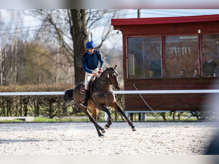 Anglo-Araber Hengst 6 Jahre 164 cm Dunkelbrauner in Sitno