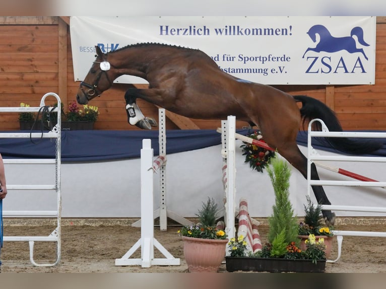 Anglo-Araber Hengst Brauner in Bosau