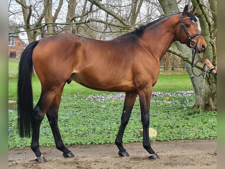 Anglo-Araber Hengst Brauner in Bosau