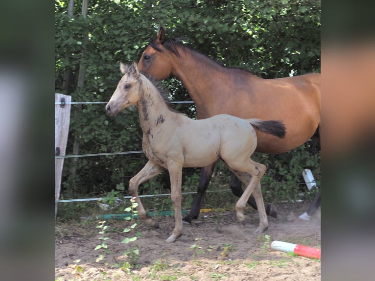 Anglo-Araber Hengst Fohlen (01/2026) 167 cm Buckskin in Duvennest