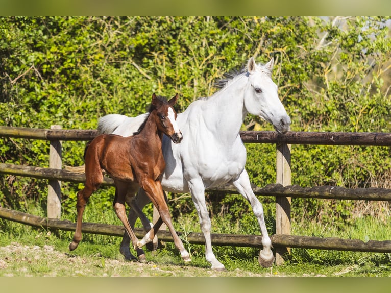 Anglo-Araber Hengst Fohlen (03/2026) Brauner in Le Merlerault