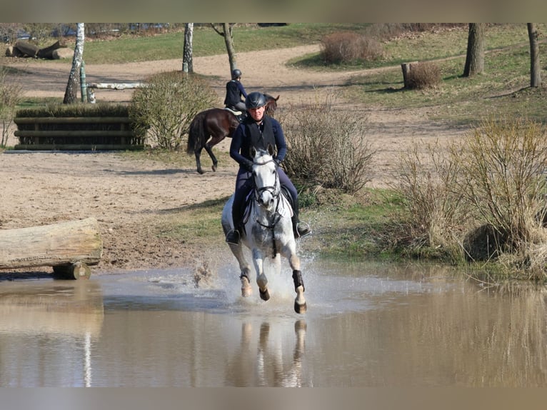 Anglo-Araber Hengst Schecke in Bad Oldesloe