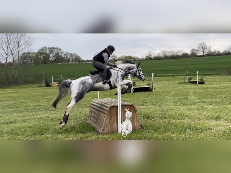 Anglo-Araber Hengst Schecke in Bad Oldesloe